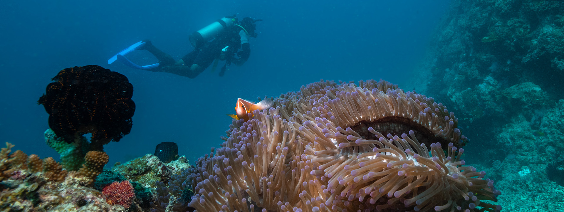 scuba diving Toberua Island Fiji