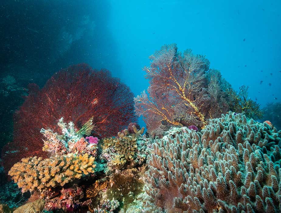 Scuba Diving at Toberua Island